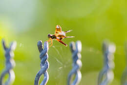 Image of Eastern Amberwing