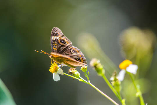 Plancia ëd Junonia neildi