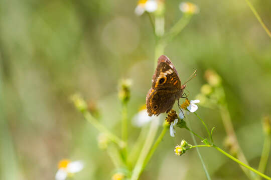 Plancia ëd Junonia neildi