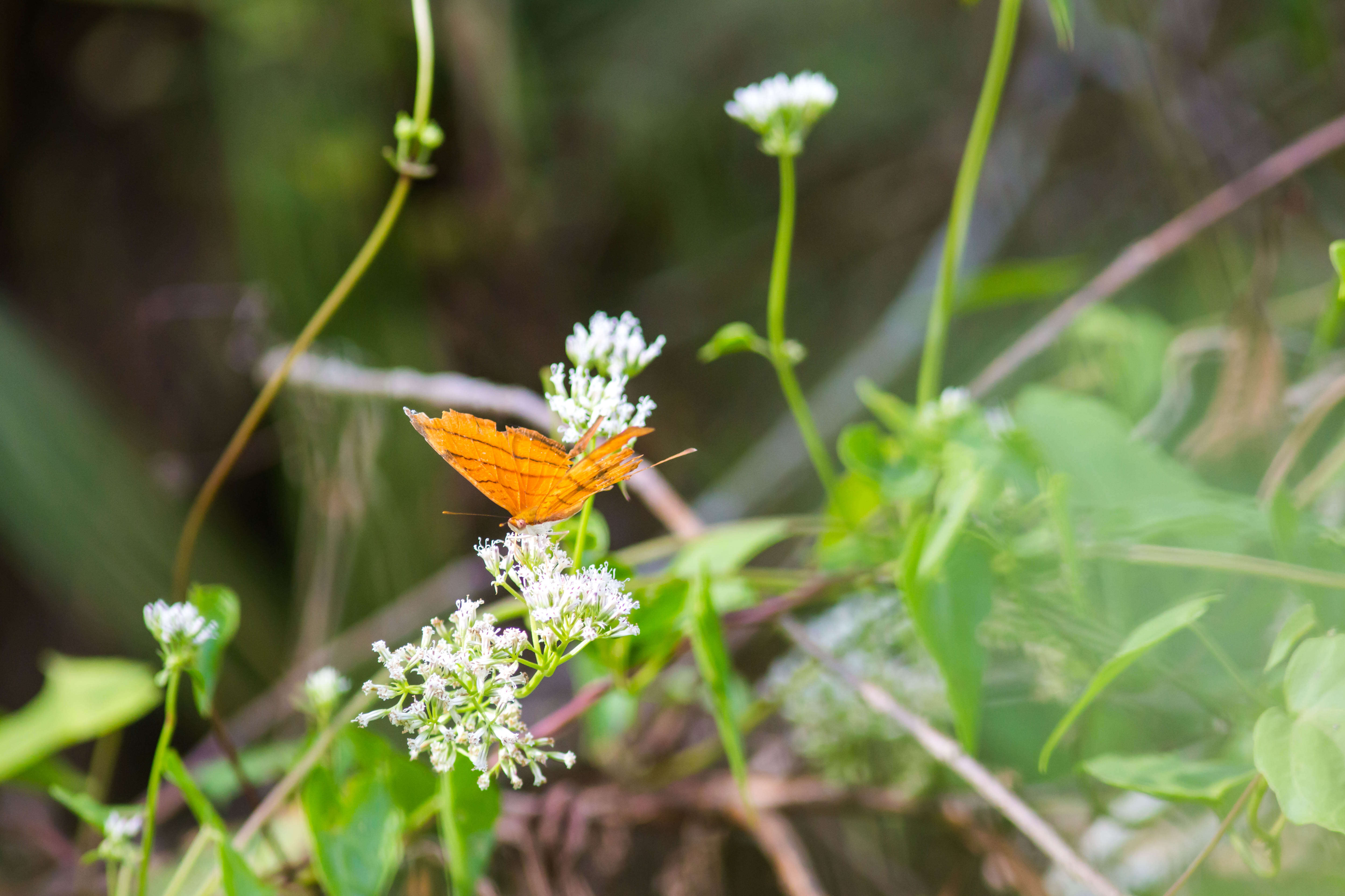 Image of Ruddy Daggerwing