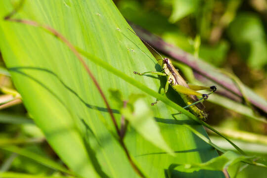 Paroxya clavuligera (Serville 1838)的圖片