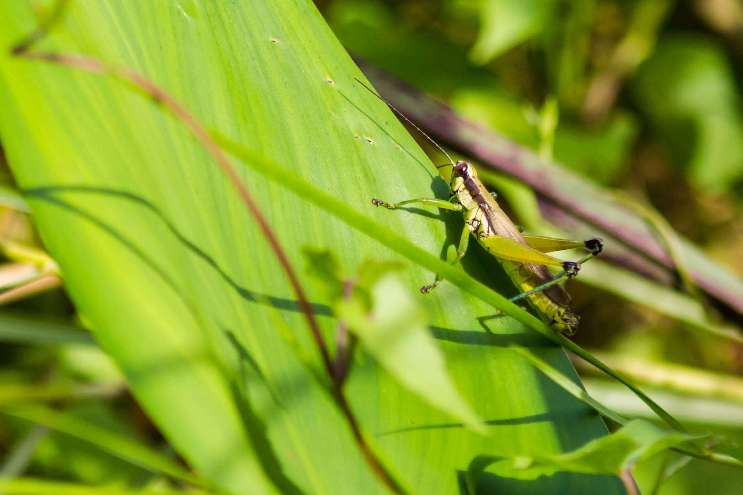 Paroxya clavuligera (Serville 1838)的圖片