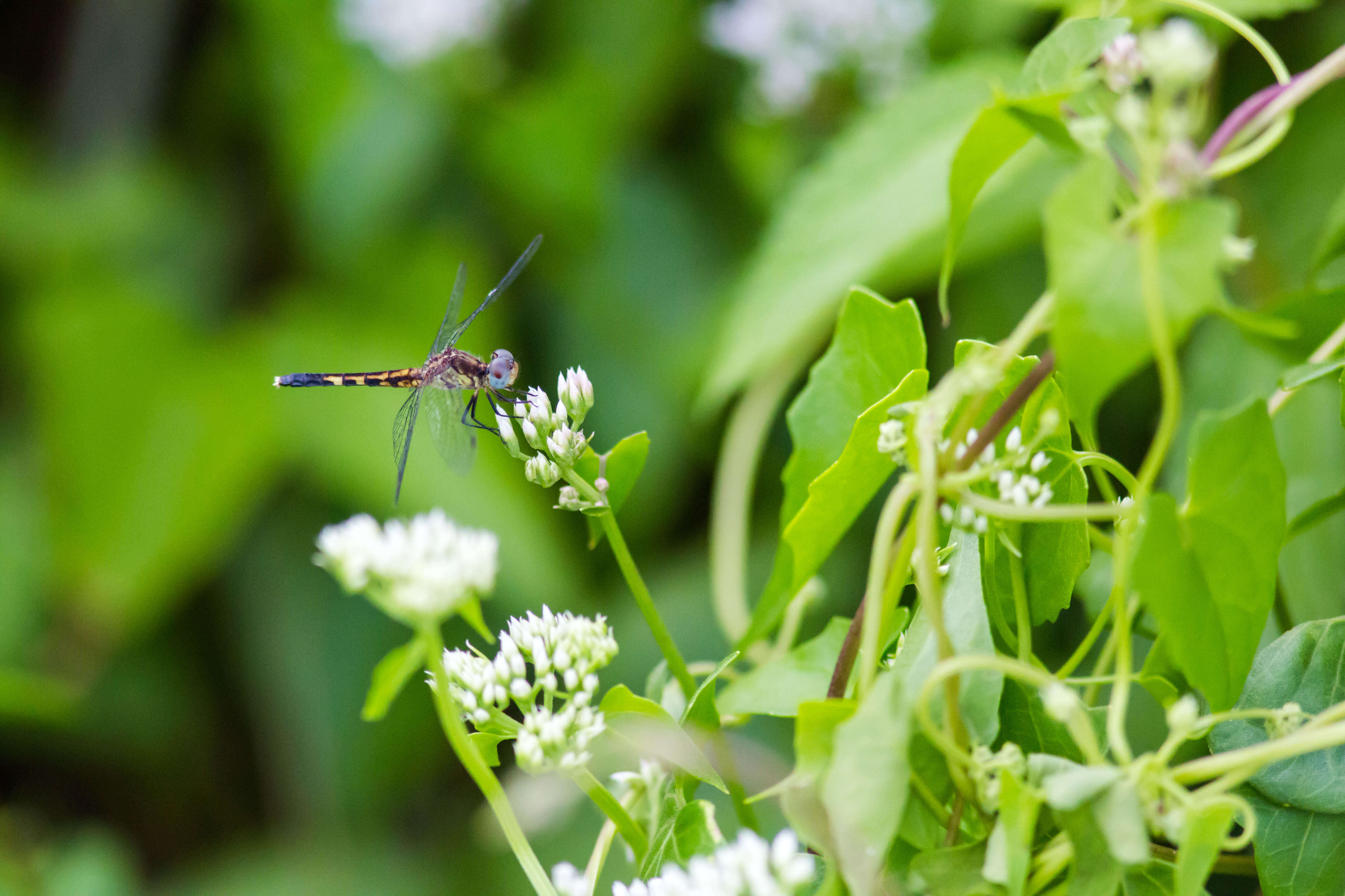 Image of Little Blue Dragonlet