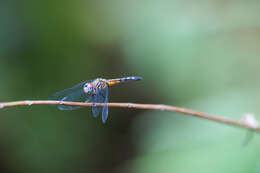 Image of Blue Dasher