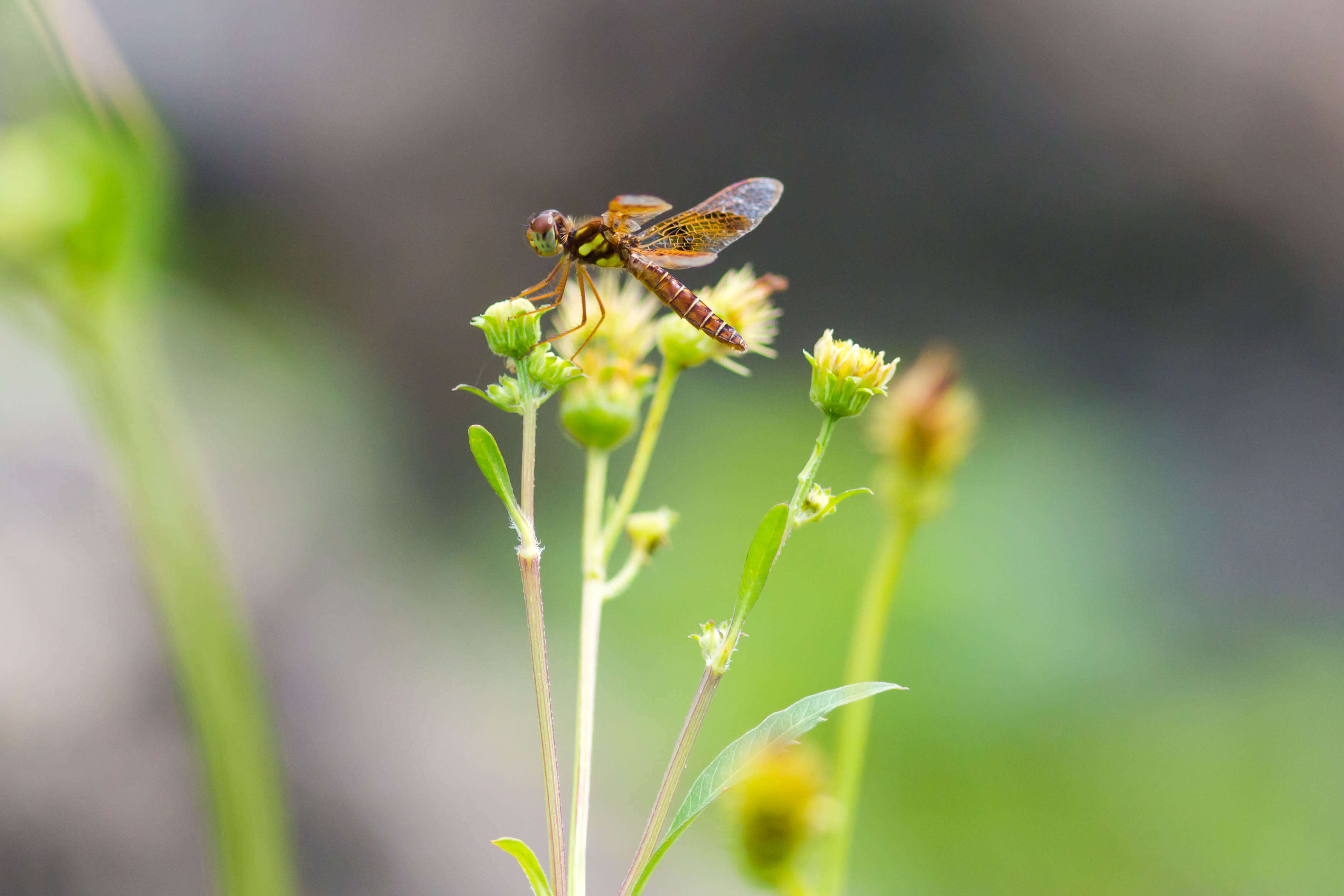 Image of Eastern Amberwing