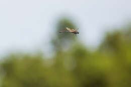 Image of Regal Darner