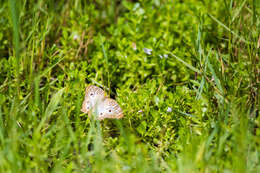 Image of White Peacock