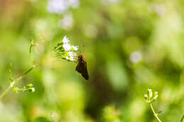 Image of Long-windged Skipper