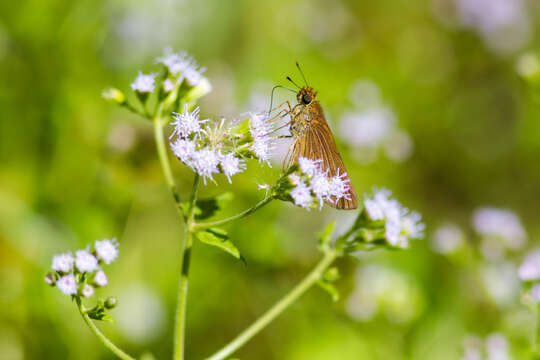 Image of Long-windged Skipper