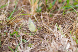 Image of Orange Sulphur