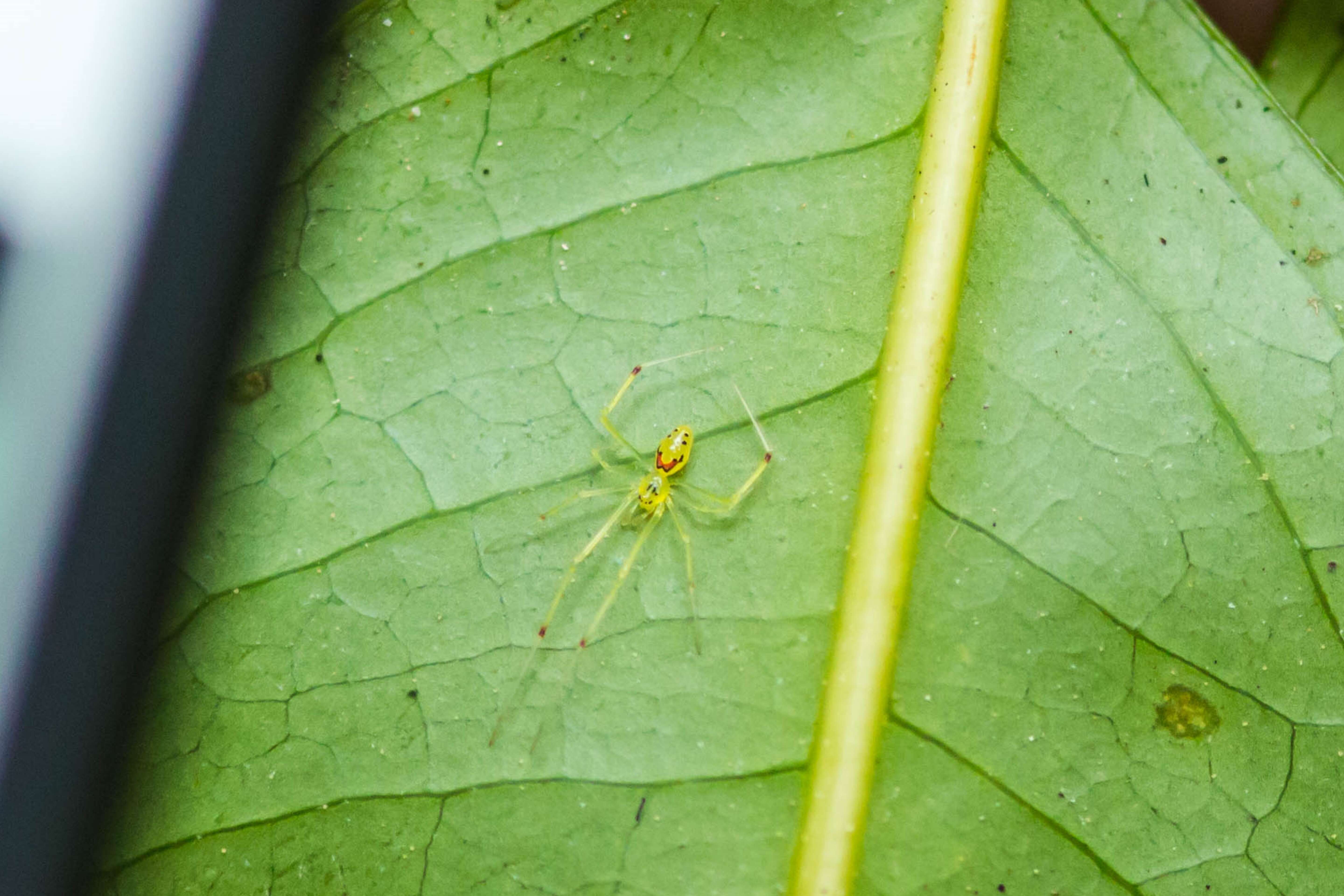 Image of Theridion grallator Simon 1900