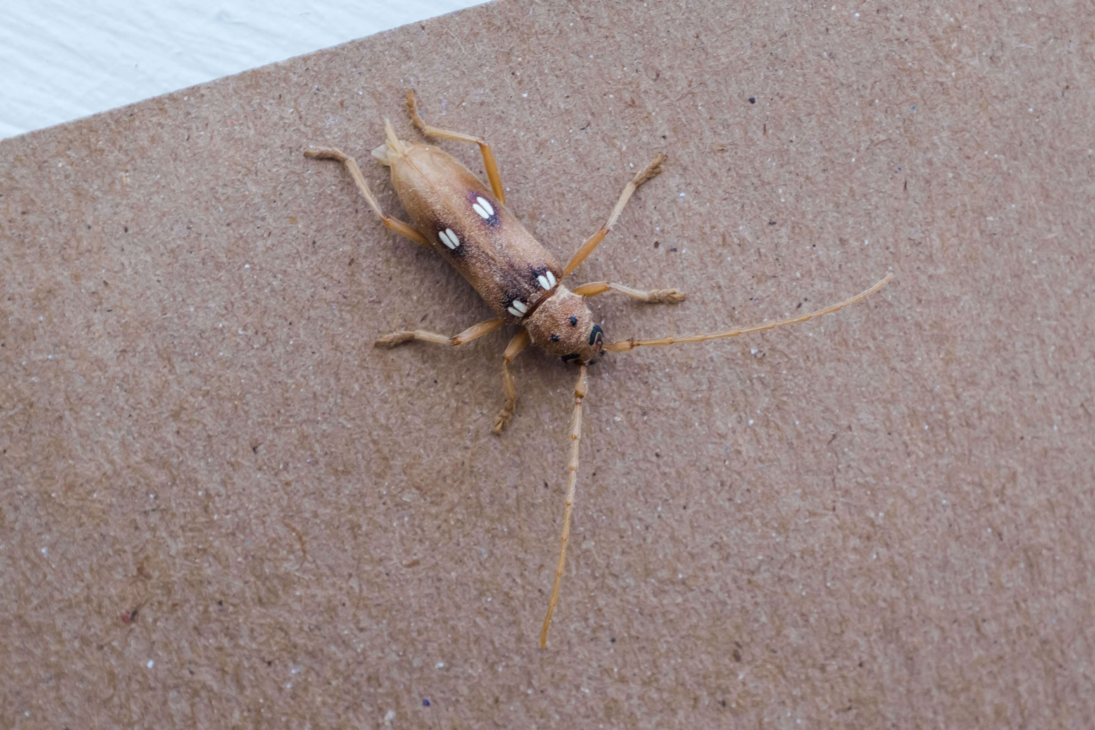 Image of Ivory-marked Beetle