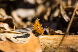 Image of Eastern Comma