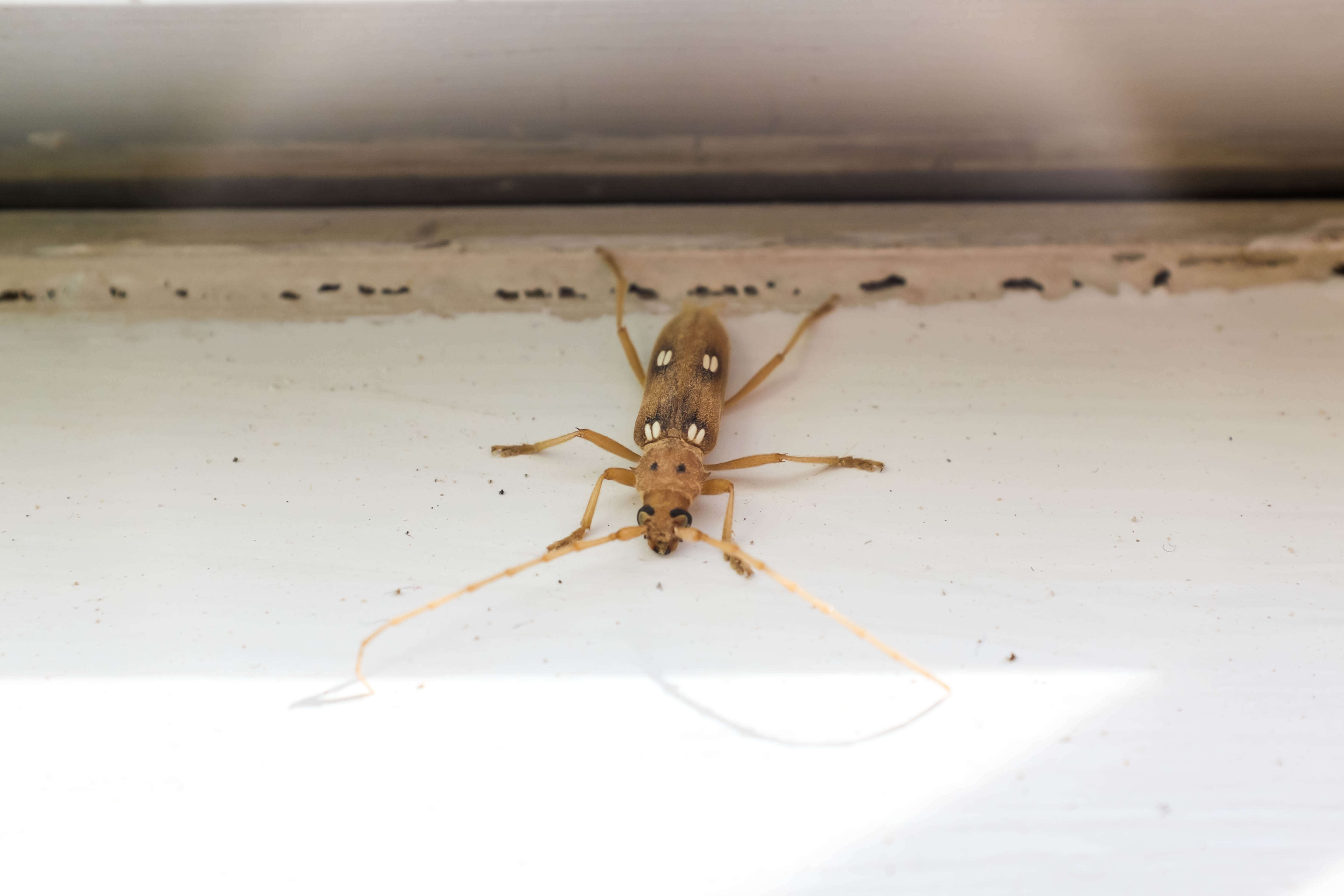 Image of Ivory-marked Beetle