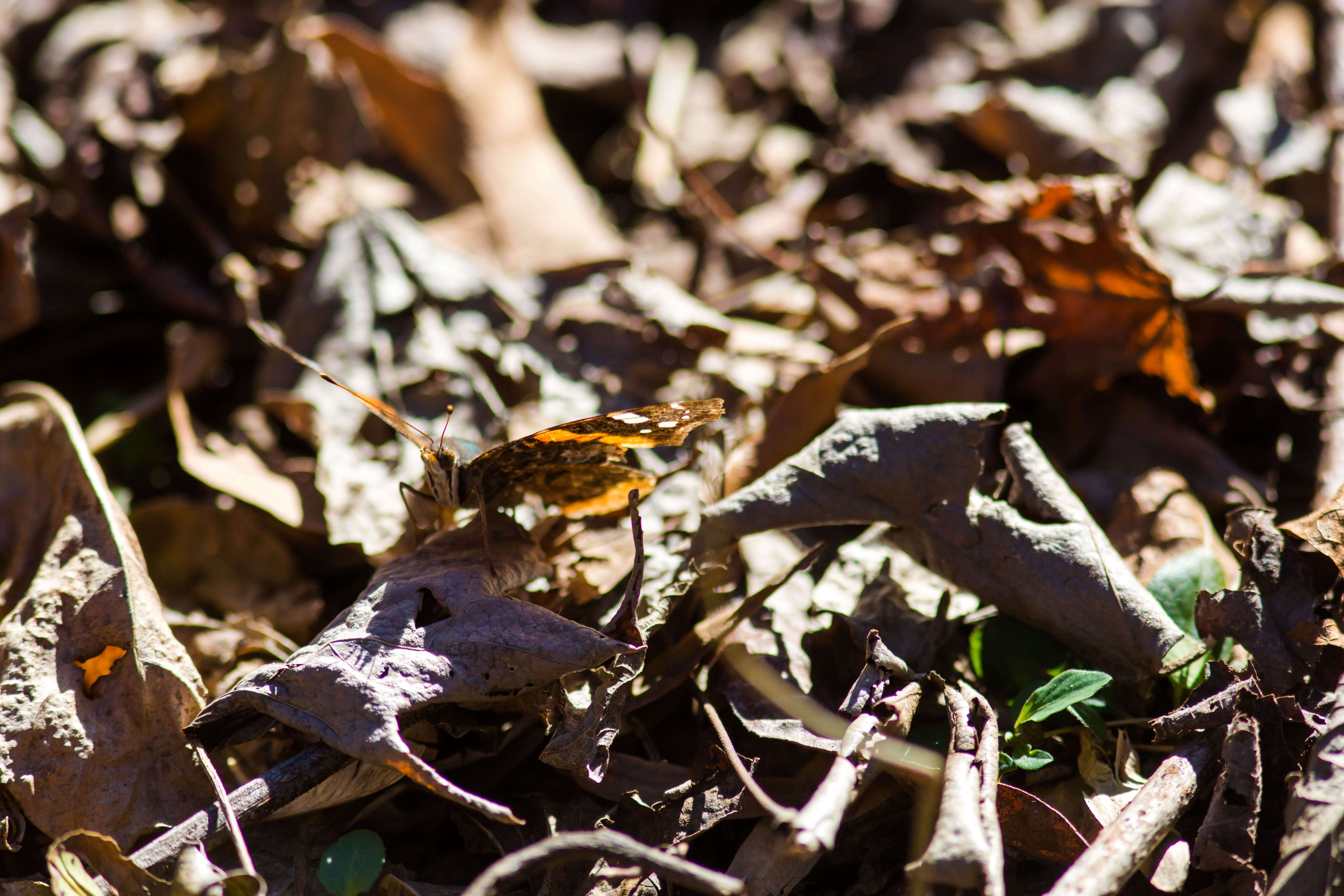 Imagem de Vanessa atalanta Linnaeus 1758