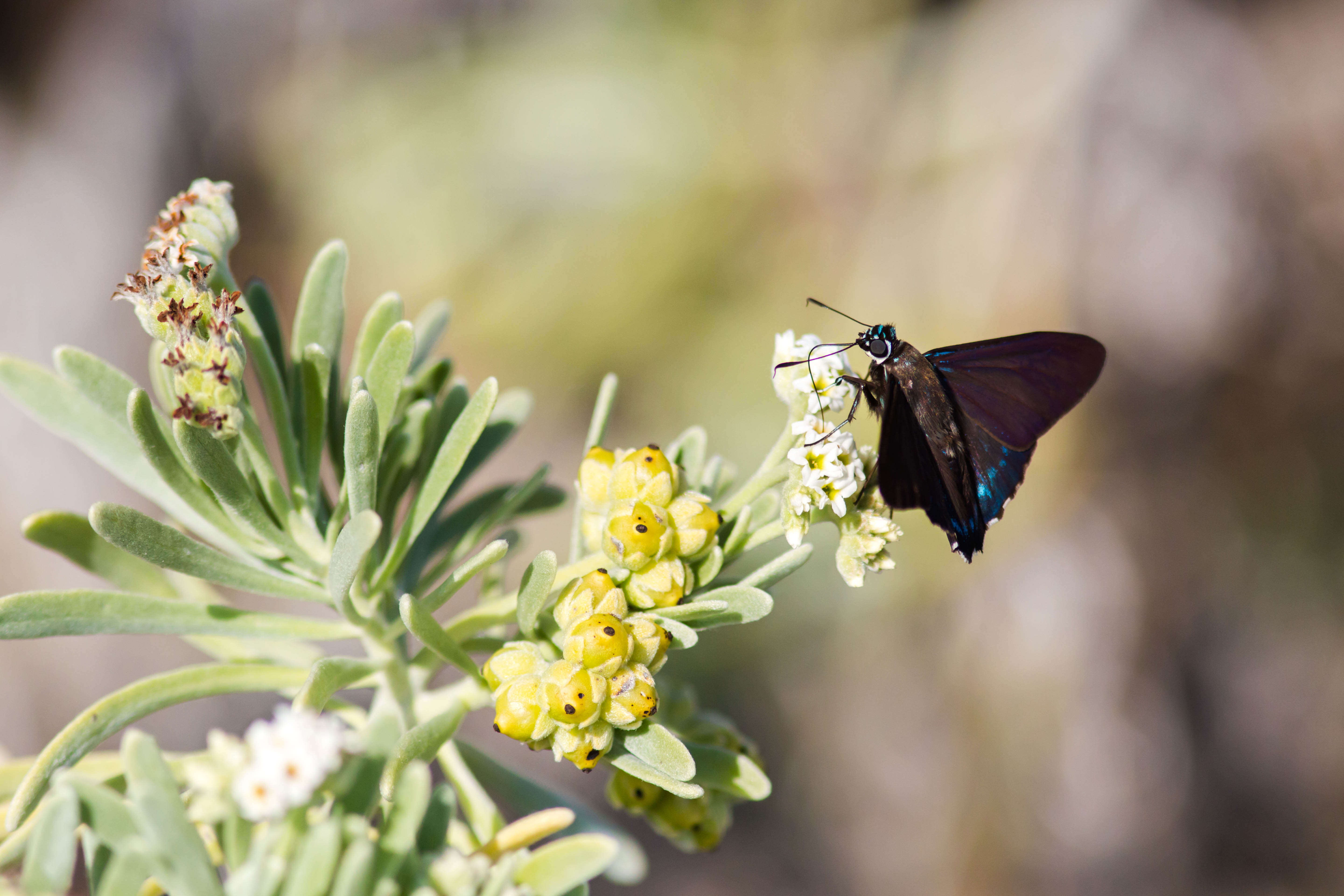 Plancia ëd Phocides pigmalion