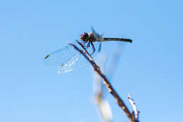 Image of Seaside Dragonlet