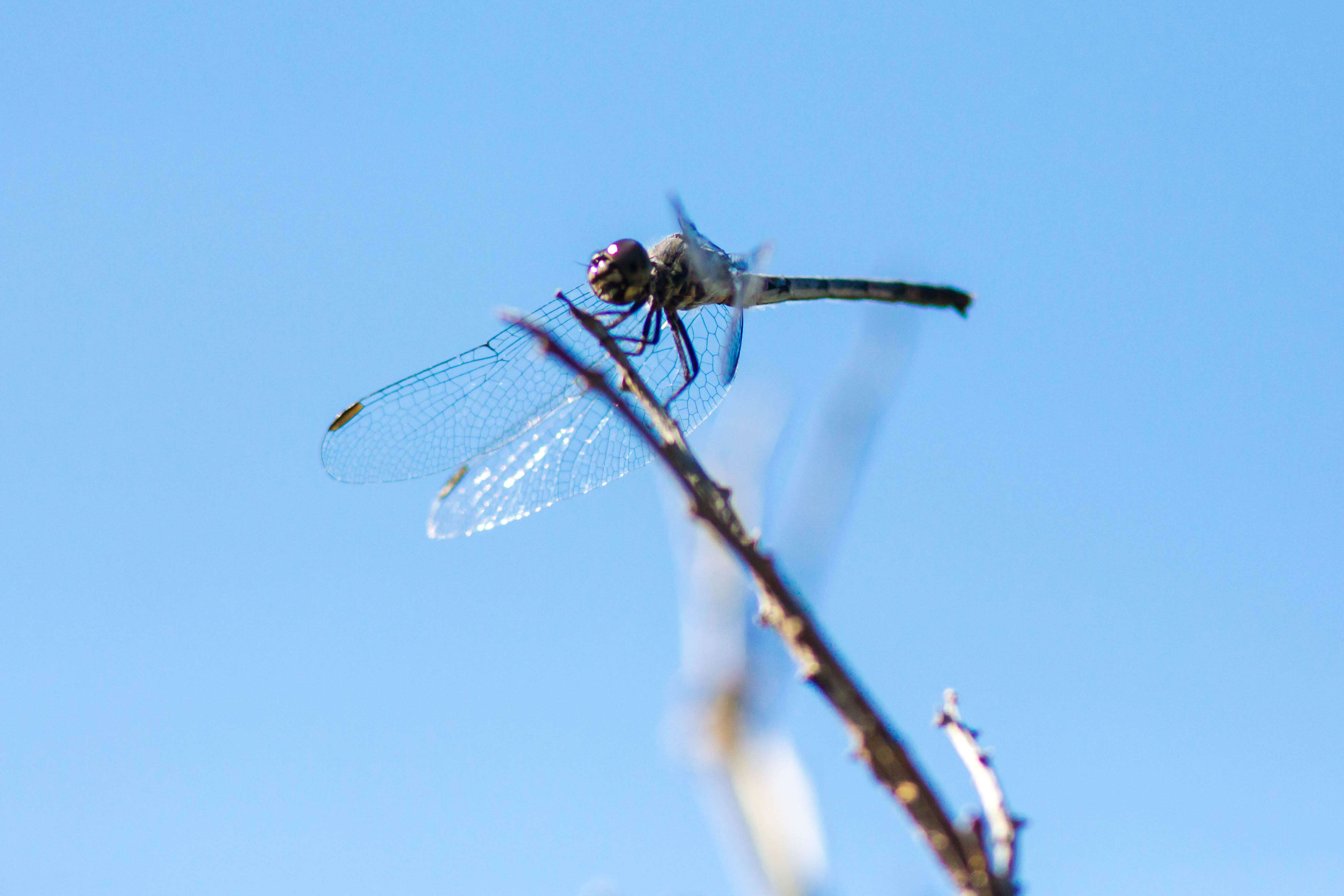 Image of Seaside Dragonlet