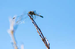 Image of Seaside Dragonlet