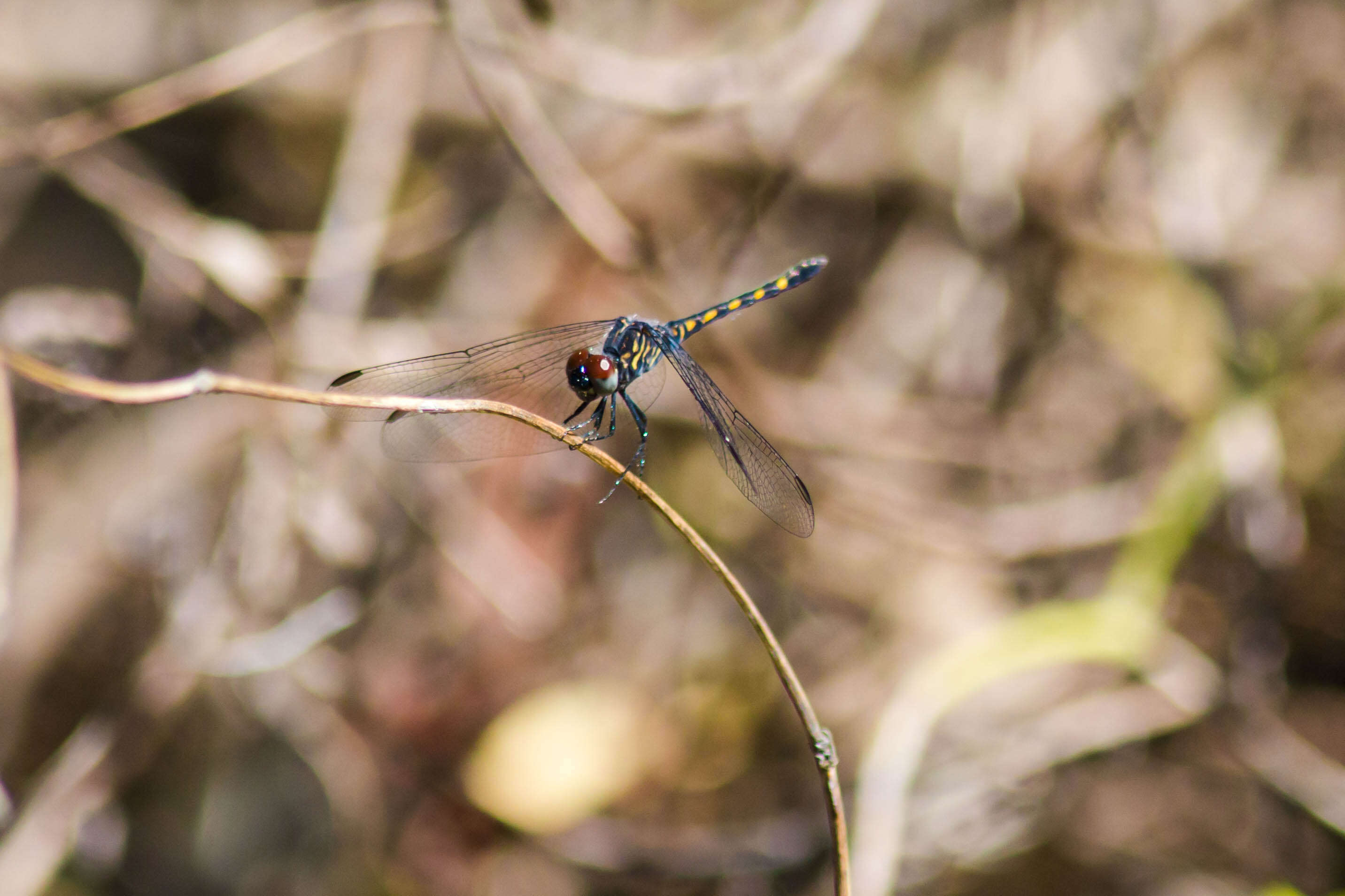 Image of Seaside Dragonlet