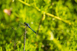 Image of Eastern Pondhawk