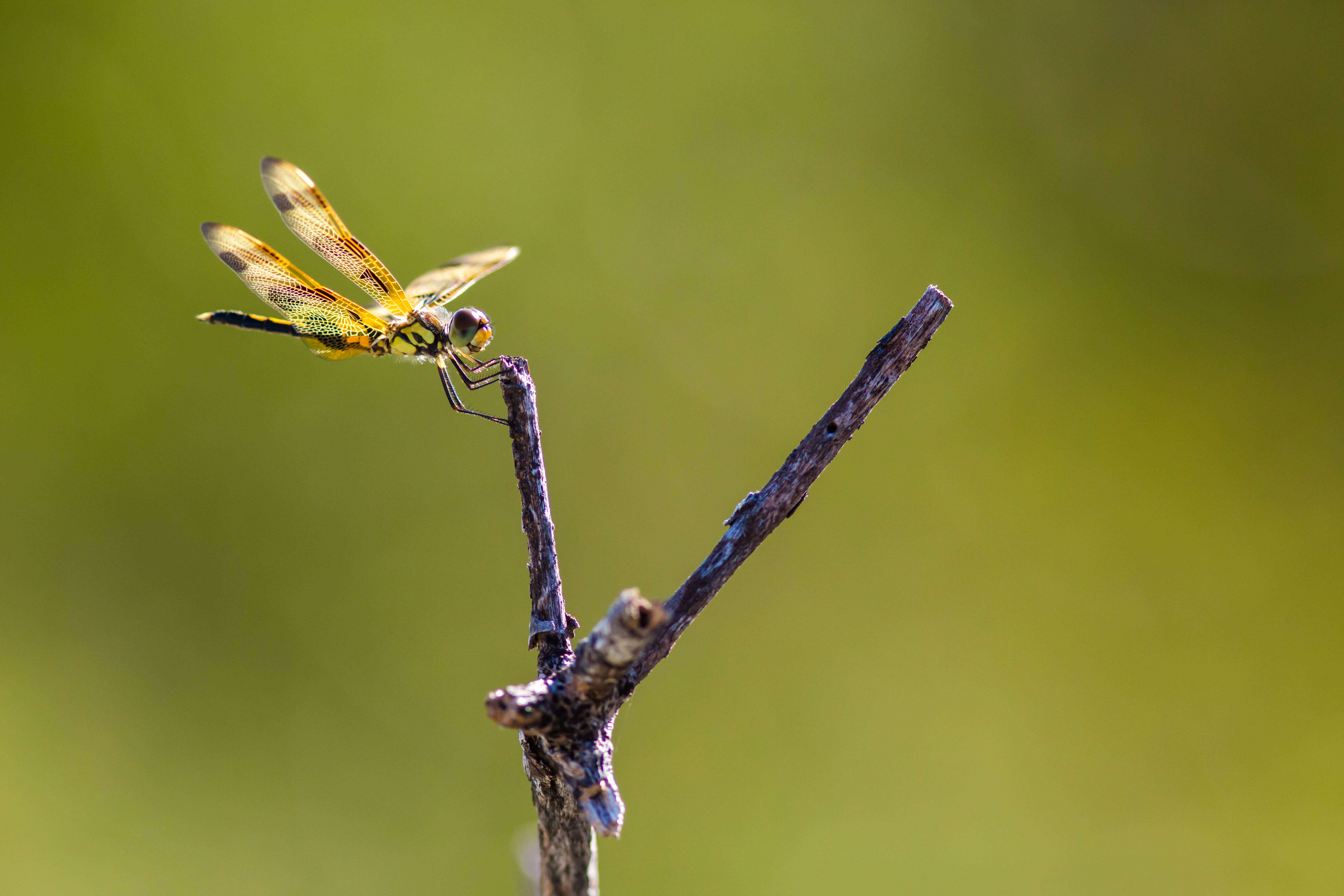 Celithemis eponina (Drury 1773) resmi