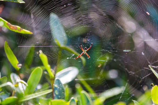 Image of Silver Argiope