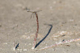 Image of Seaside Dragonlet