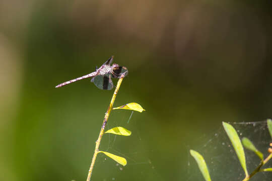 Image of Band-winged Dragonlet