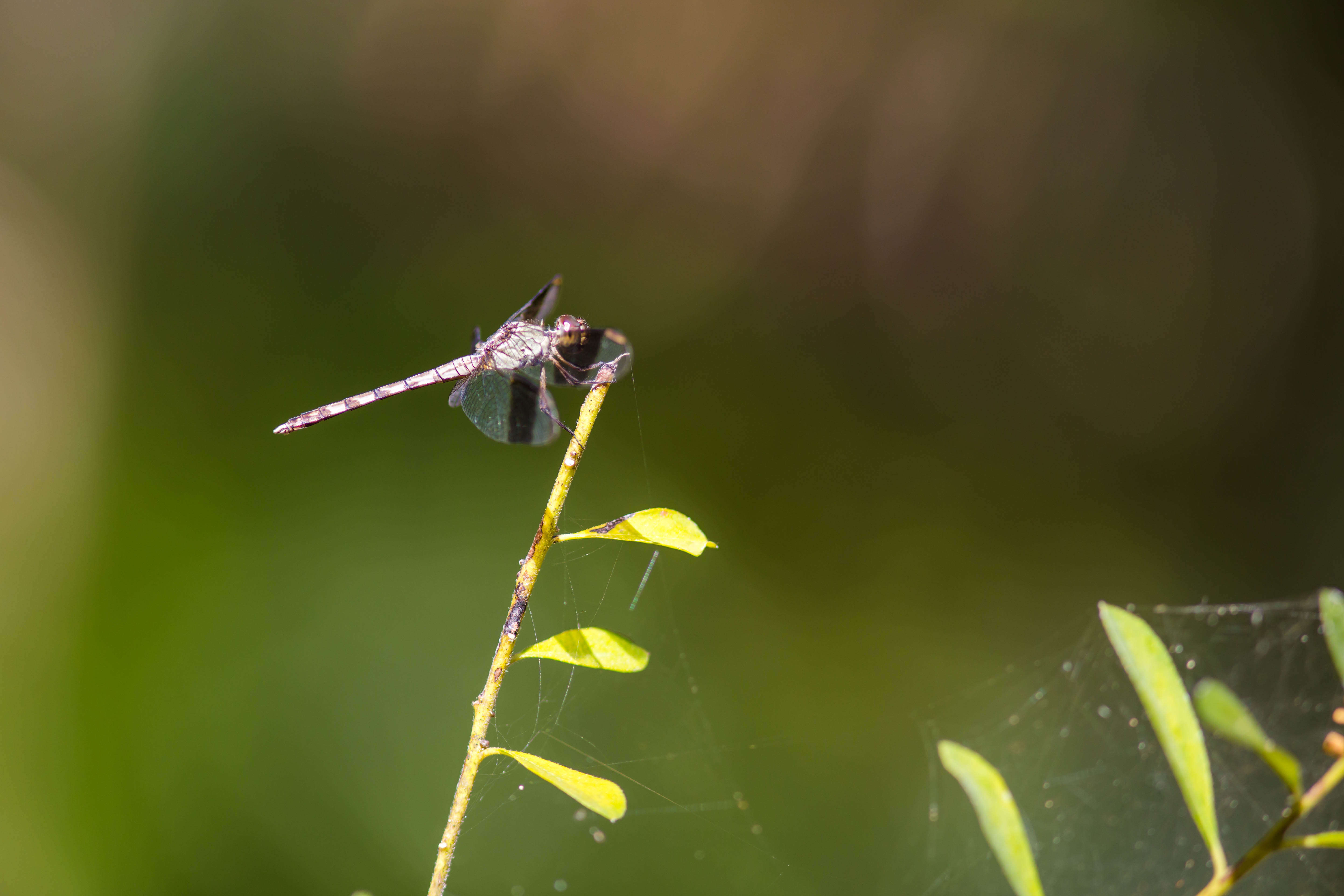 Sivun Erythrodiplax umbrata (Linnaeus 1758) kuva