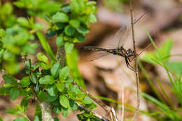 Image of Common Baskettail