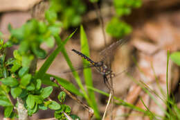 Image of Common Baskettail