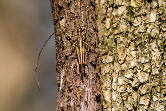 Image of American Bird Grasshopper