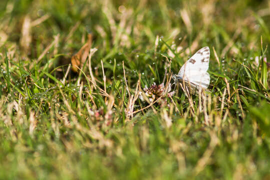 Image of Checkered White