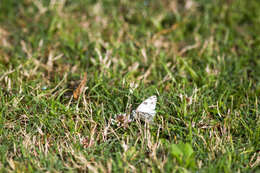 Image of Checkered White