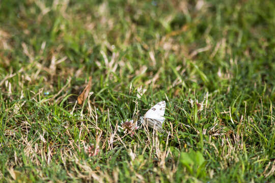 Image of Checkered White