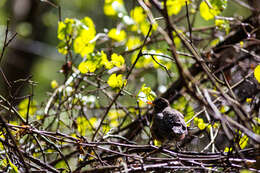 Image of American Robin