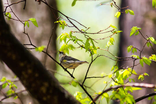 Image of Myrtle Warbler