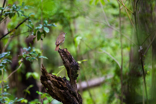 Image of Hermit Thrush