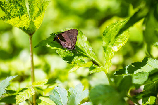 Image of White-M Hairstreak