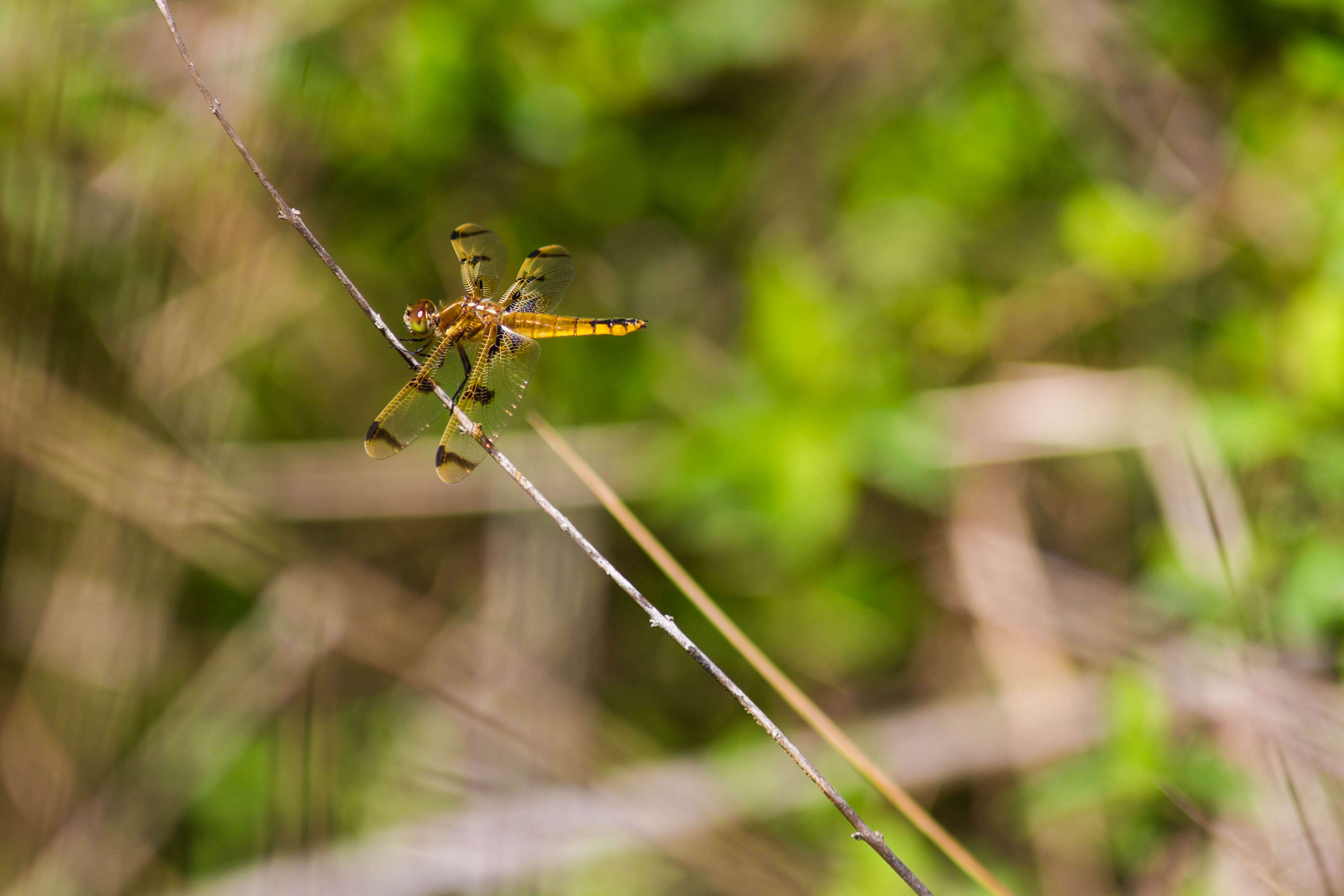 Image of Painted Skimmer