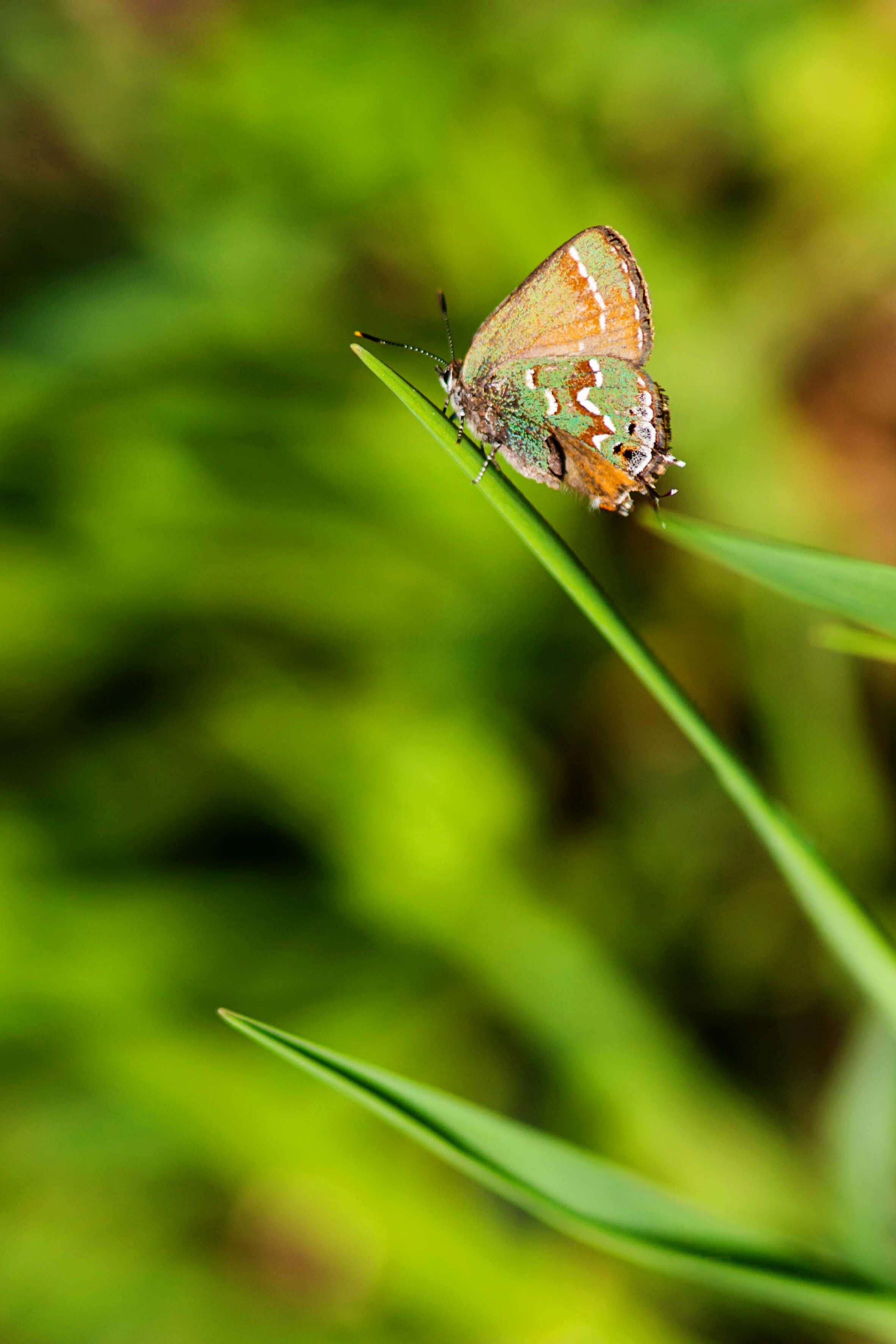 Plancia ëd Callophrys gryneus