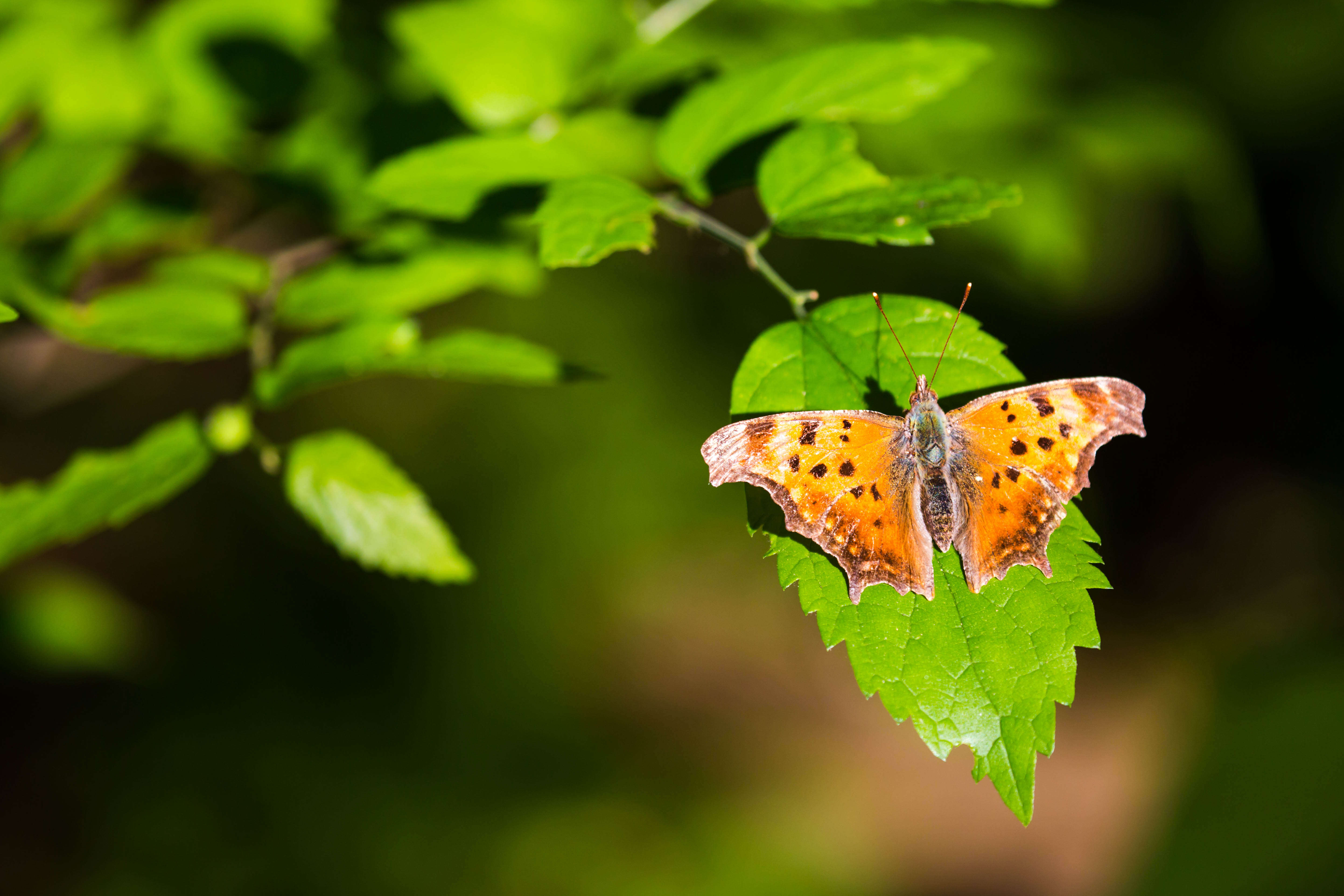 Image of Eastern Comma