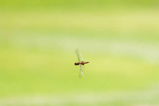 Image of Spot-winged Glider