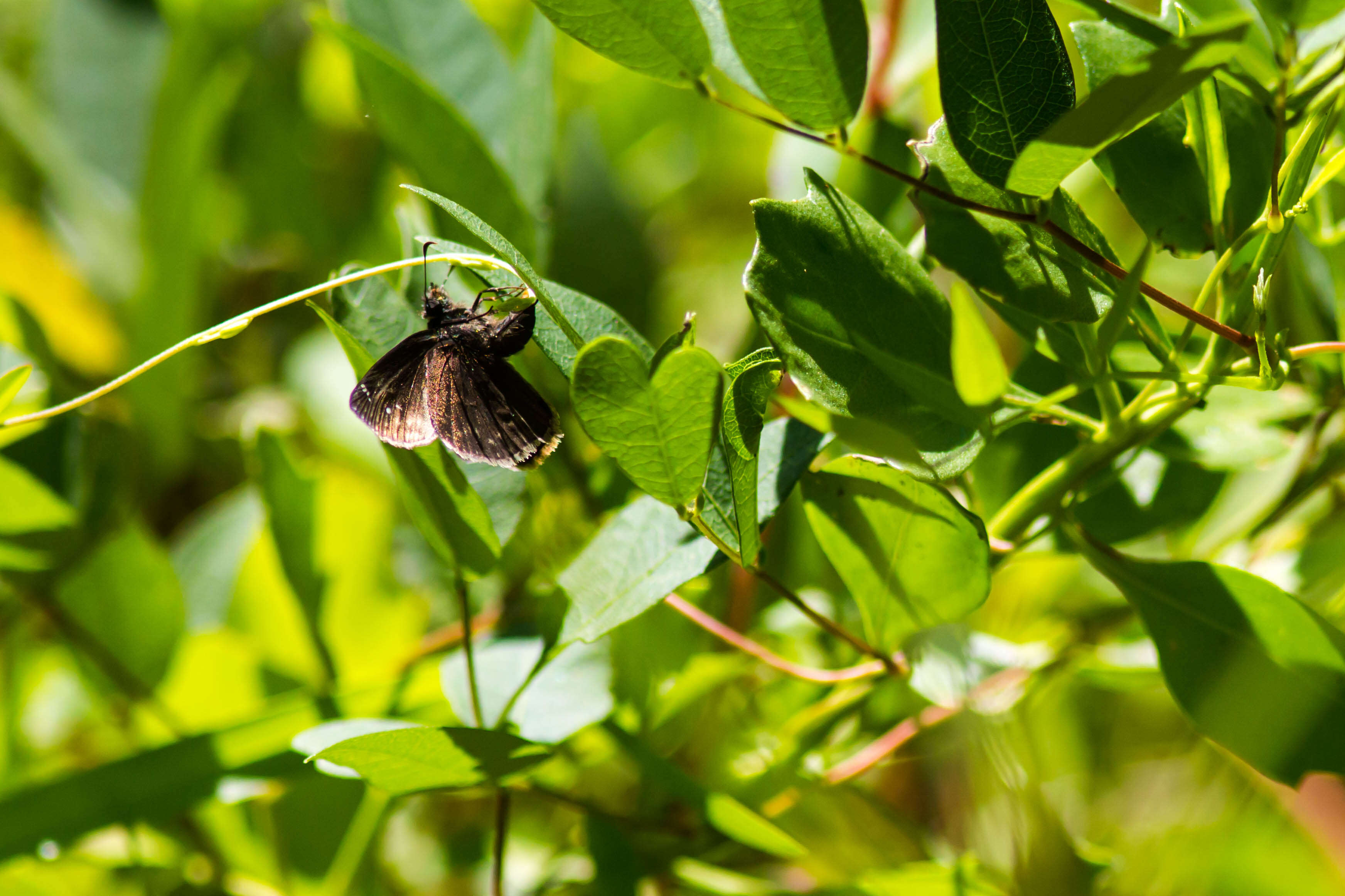 Image of Zarucco Duskywing