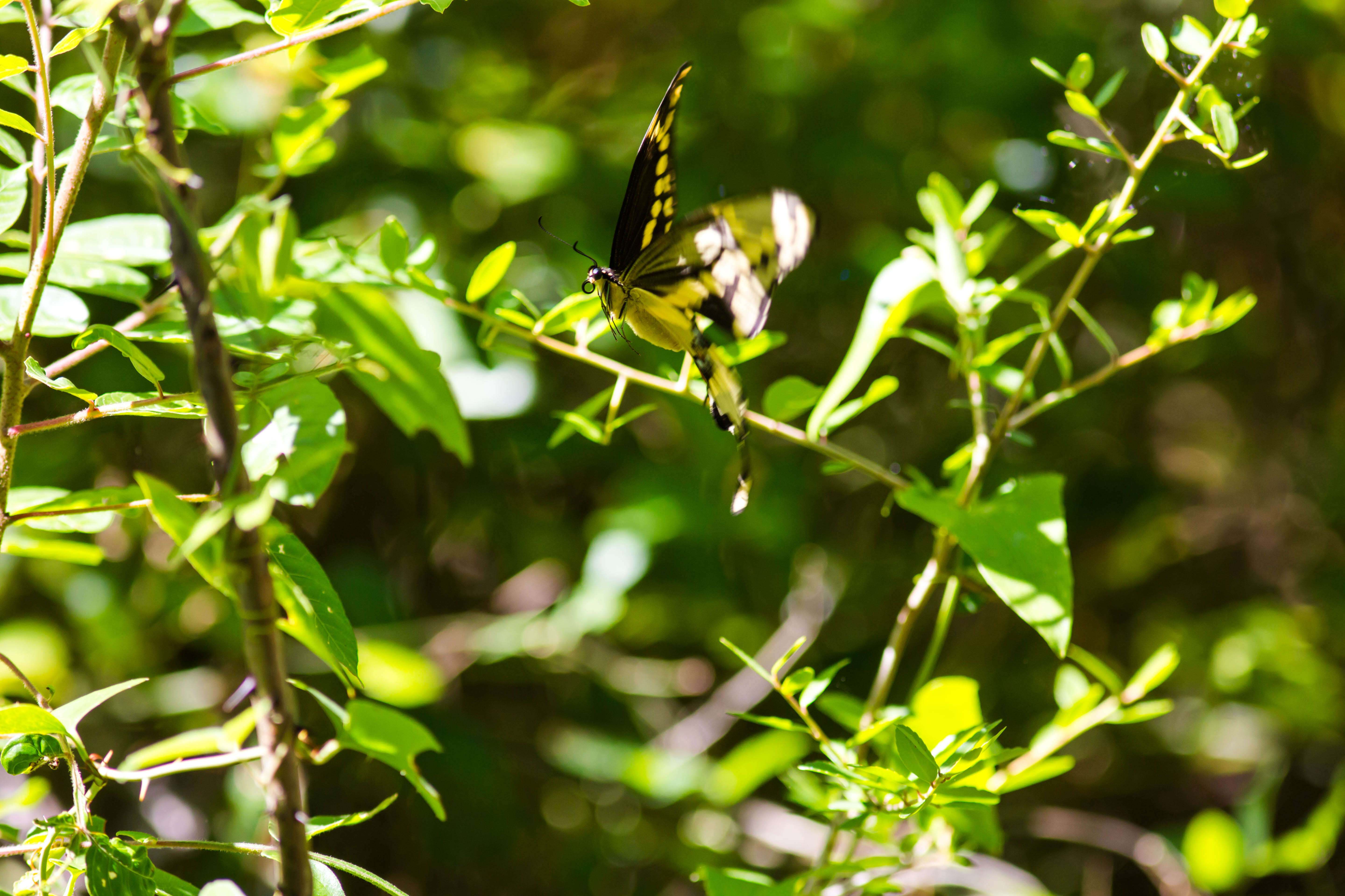 Image of Eastern Giant Swallowtail