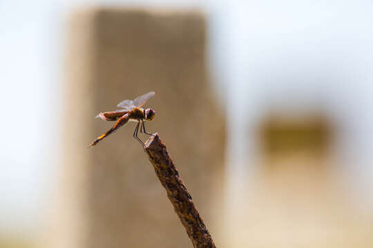 Image of Carolina Saddlebags