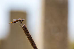 Image of Carolina Saddlebags