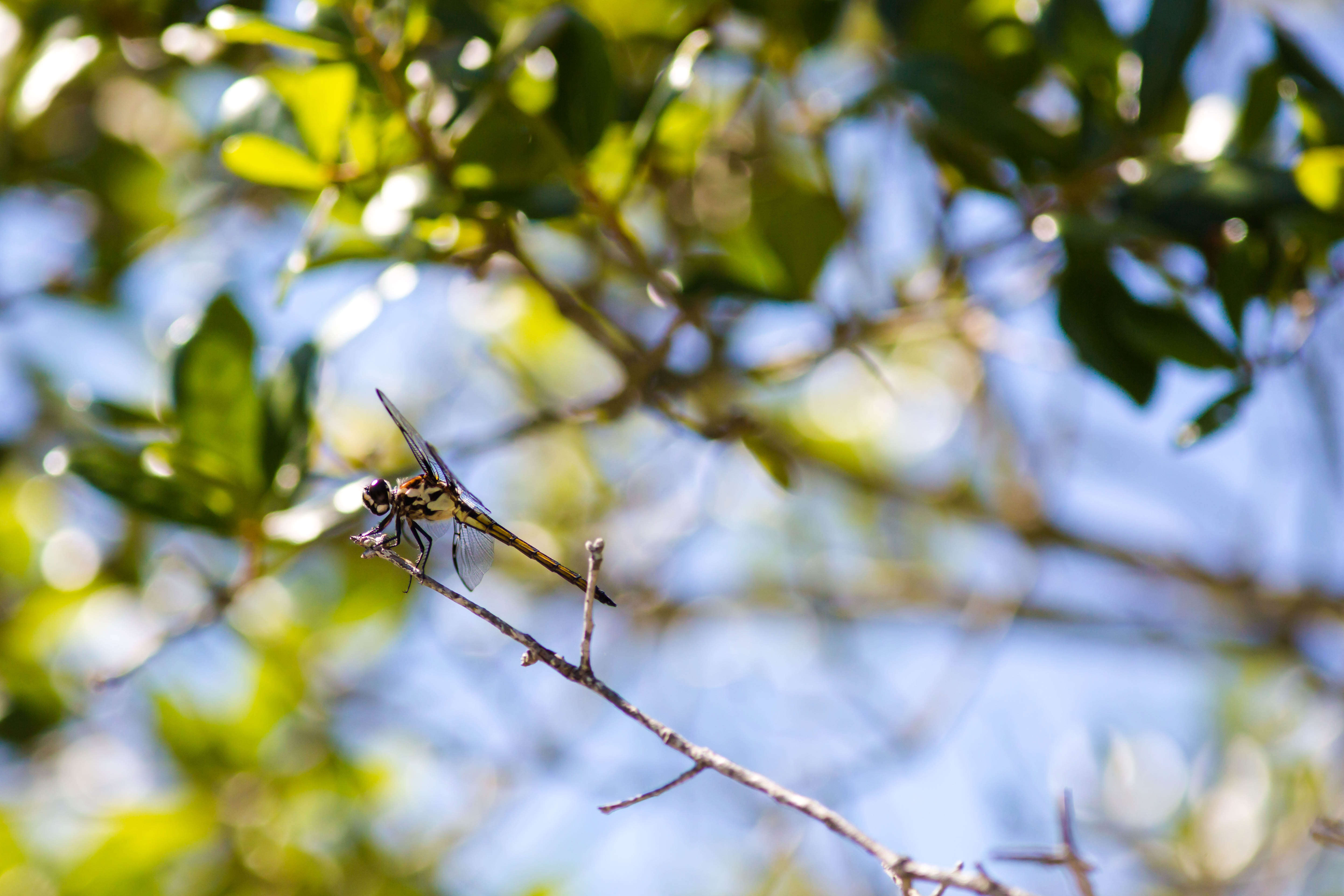 Image of Bar-winged Skimmer