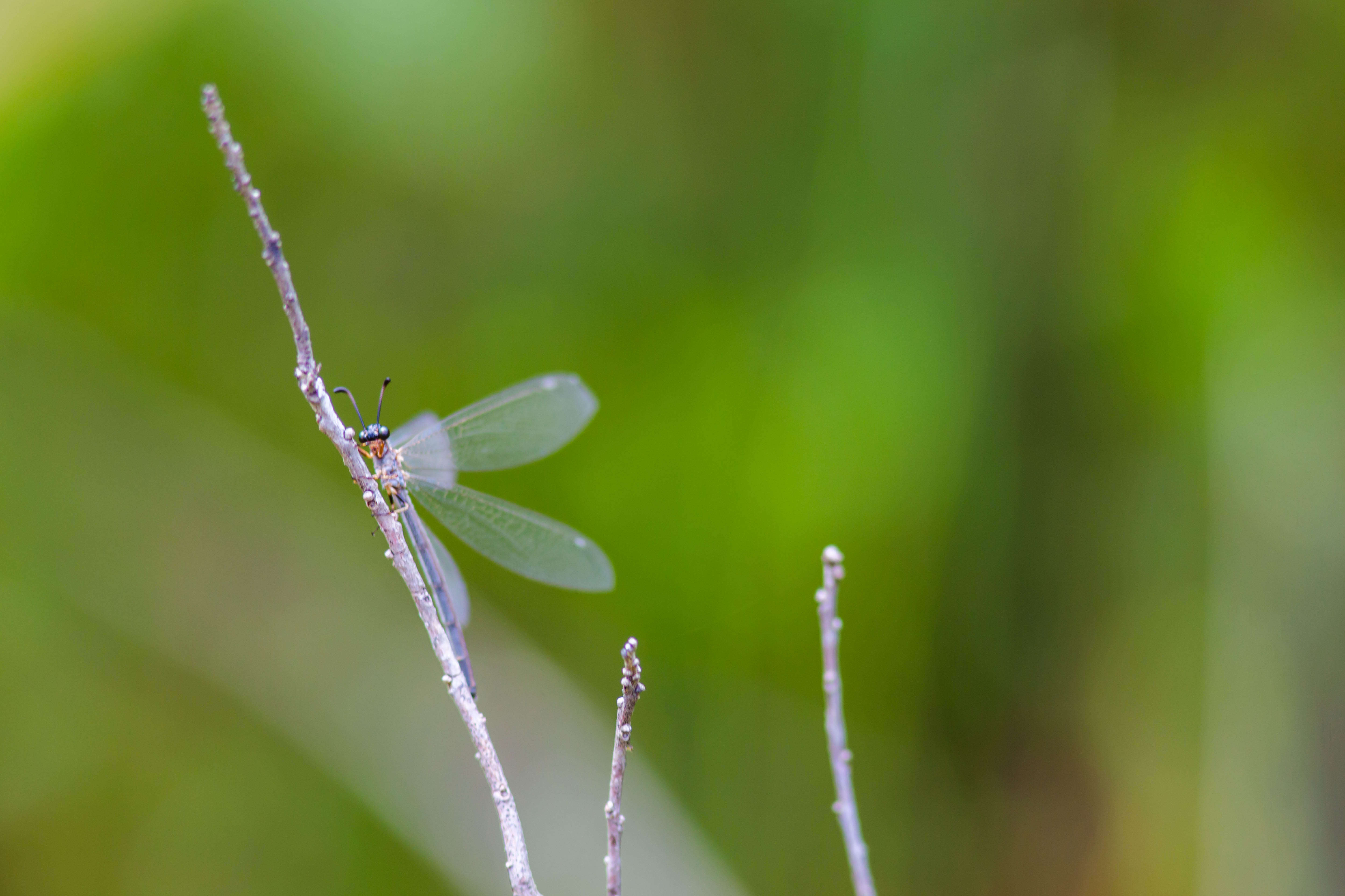 Image de Myrmeleontinae